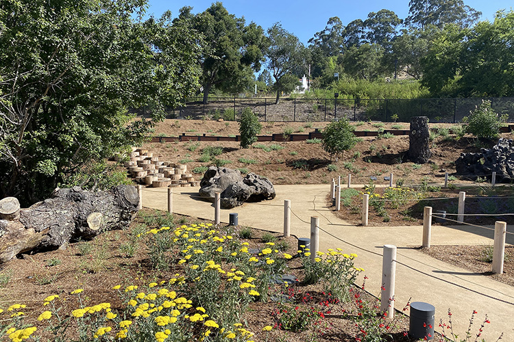 Outdoor trails and native flowers are abundant at the Robert and Elizabeth Karplus Outdoor Nature Lab near the Lawrence Hall of Science.