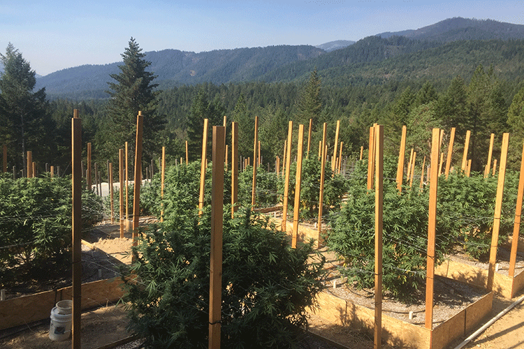 A photo shows a cannabis farm against a background of green rolling mountains.