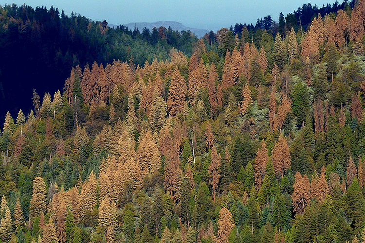 A photo shows an aerial view of a conifer forest in which many of the trees have turned brown from drought