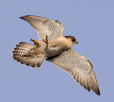 Annie the falcon, wings outstretched, flies in a blue sky above the campus in December 2022.