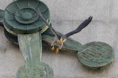 A new male falcon that appeared on the Campanile last November flies in front of one of the faces of the tower's clock, his body is facing the camera.