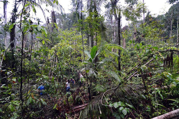 green jungle with broken trees