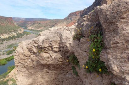 yellow flower growing on rock cliff above dry canyon