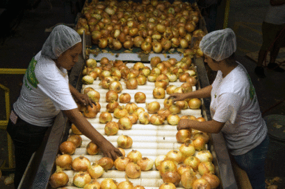 two women in hair nets and t-shirts stand on either side of a conveyer belt inspecting onions