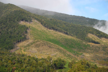 A photo shows a forested hillside. A large swath of the landscape is now bare of trees.