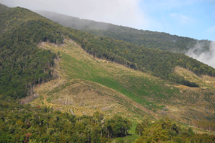 A photo shows a forested hillside. A large swath of the landscape is now bare of trees.