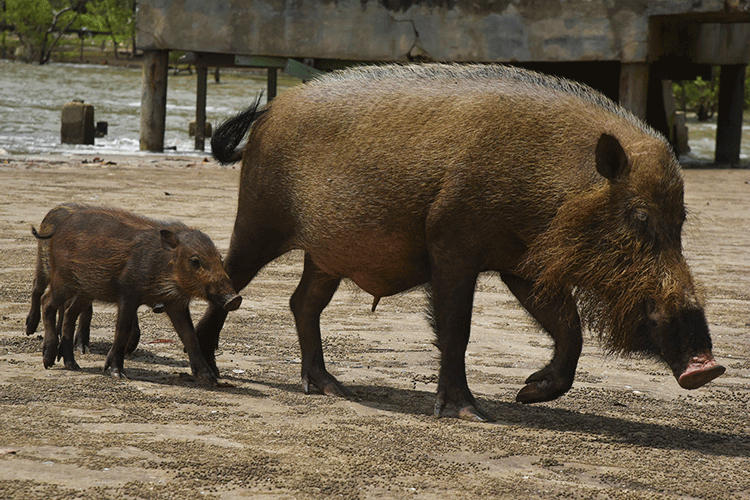 A photo shows a large bearded pig walking through a clearing, with a smaller bearded pig following closely behind.