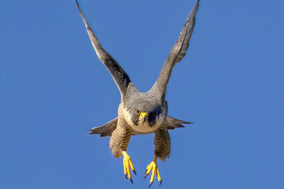 The new male falcon flies facing the camera, his wings lifted above his head and his feet dangling.