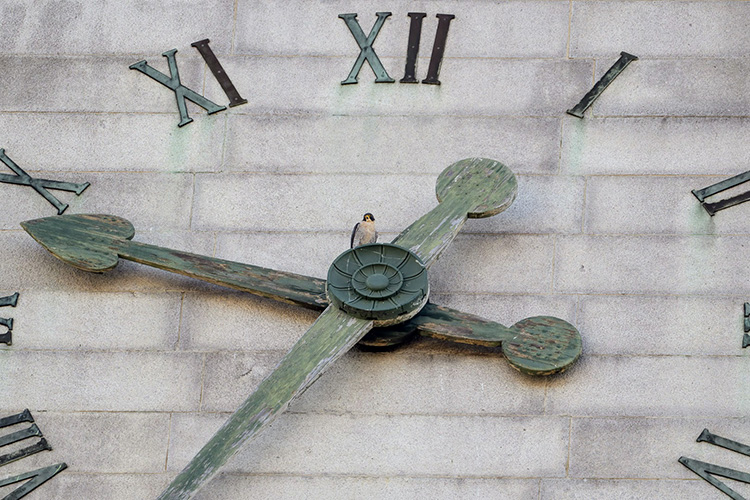 The new male falcon destined to be Annie's new mate in 2023 sits on a face of the clock on the Campanile