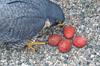 Annie the peregrine falcon looks closely at her four rust-colored eggs of 2023.