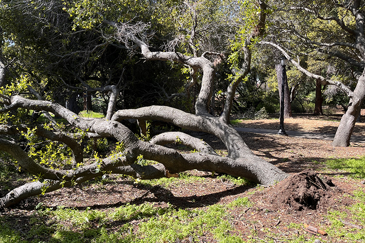 An oak tree uprooted by high winds in March 2023 lies on the ground near the Grinnell Trail.