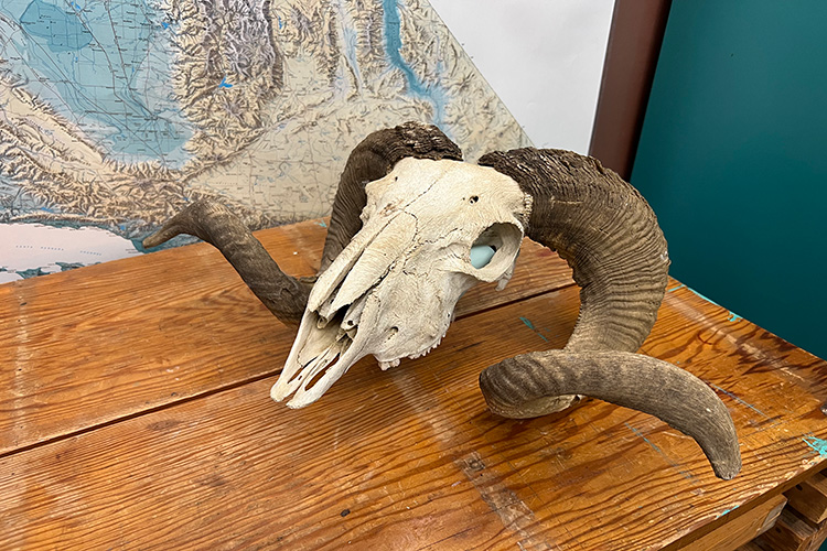 a white animal skull with brown horns on a wooden table next to a map