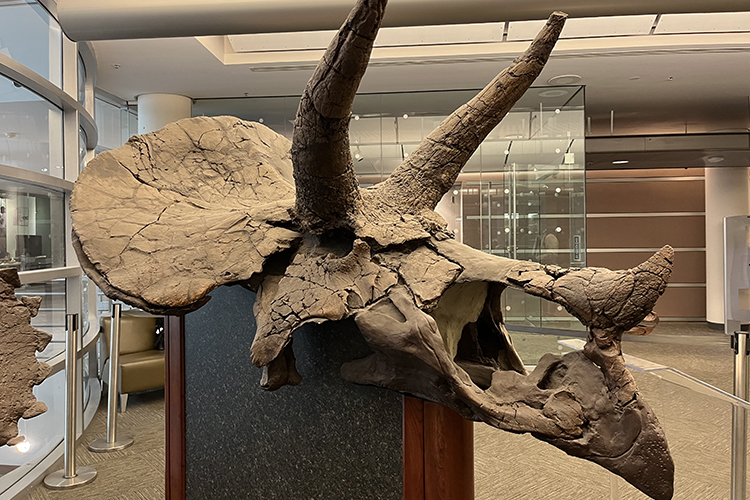 a large, horned skull from a triceratops