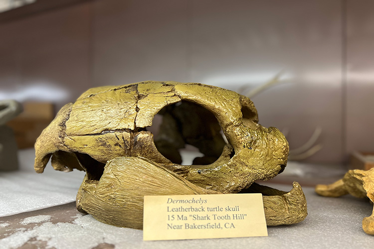 a yellow turtle skull on a shelf next to a label