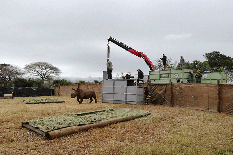 A photo shows a black rhino exploring an outdoor enclosure