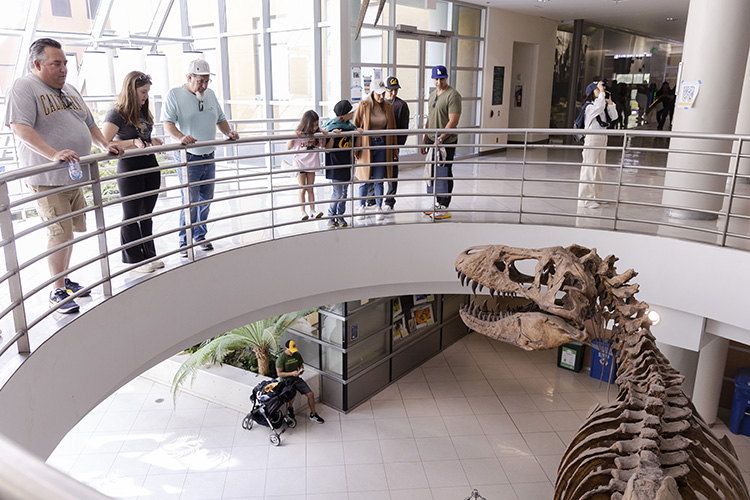 People looking over a mseum balcony at a T-Rex skeleton