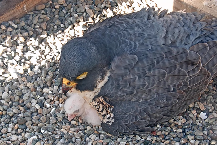 A little white falcon chick peeks out from beneath its mother Annie, who is sitting on her newborn hatchlings to keep them warm in the gravel nest box on the Campanile.