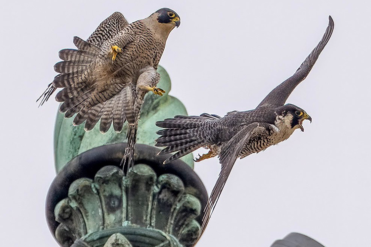 Annie the falcon fights off another falcon atop the Campanile. The intruder was trying to take Annie's territory away.