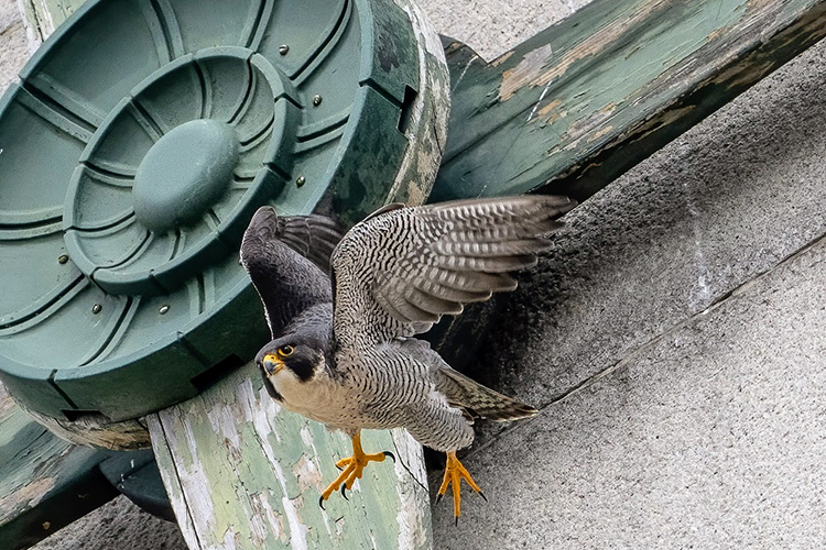 Falcon Lou flies off the Campanile near the face of one of the clocks. His wings and talons are outspread.