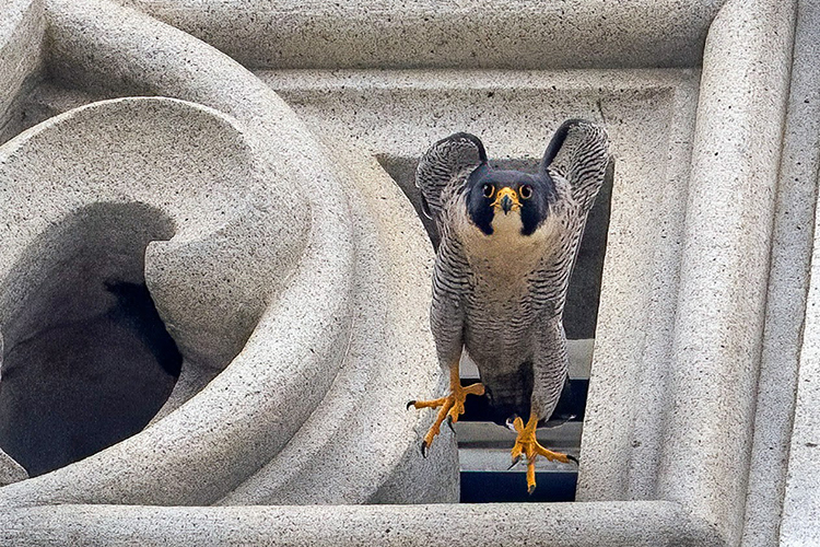 Falcon Lou looks like he's stepping off the edge of the Campanile, near one of the fleur-de-lis cutouts on the balcony.