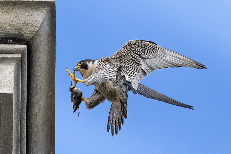 Falcon Lou gets ready to land on the Campanile holding a dead bird in his talons.