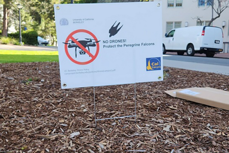 A sign warning drone operators not to fly drones near the Campanile, to protect the falcons, have been posted near the bell tower.