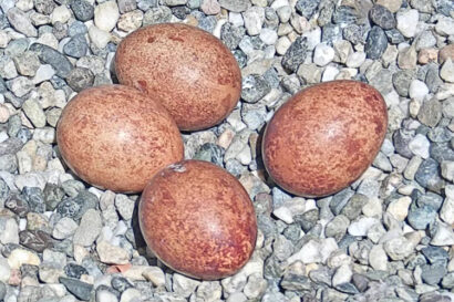 Four reddish-brown eggs with speckles on them sit in the falcons' gravel nest box on a ledge on the Campanile.