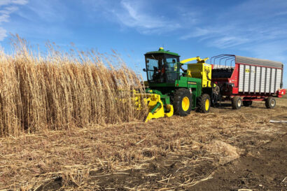 a green combine harvesting row of tall, dry brown miscanthus