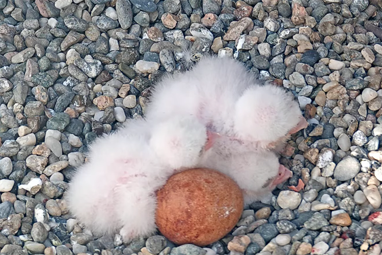 Three fluffy white-feathered baby falcons lean against each other and an unopened egg in the gravel nest on the Campanile.