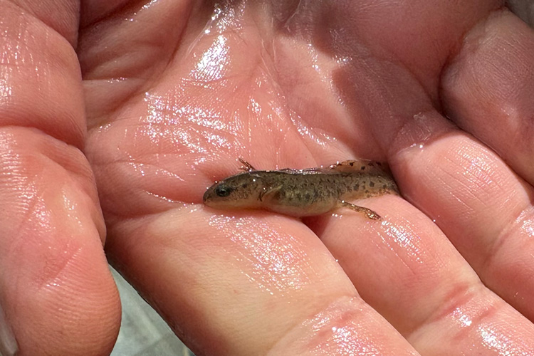 hand holding small newt larva