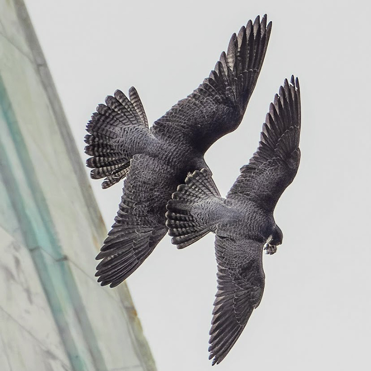 Annie and Lou, Berkeley's peregrine falcons, fly close together in formation, with Lou holding prey in his beak.