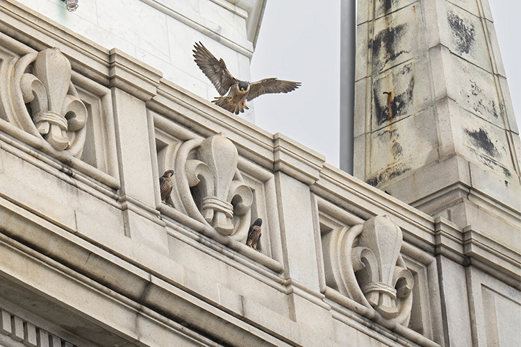 Annie, the mother falcon at Berkeley, flaps