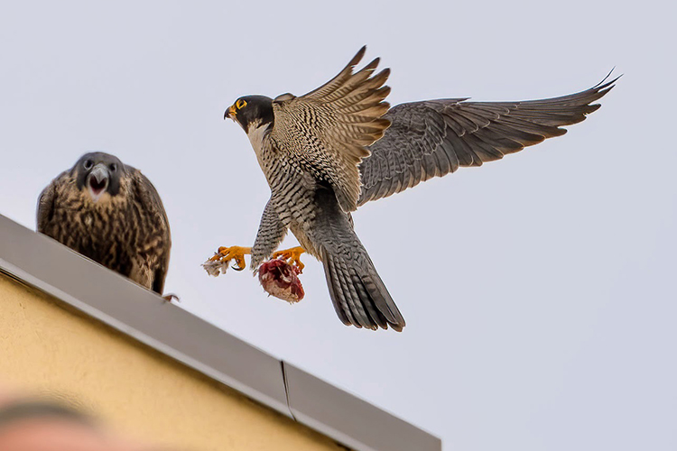 Lou, the father falcon at UC Berkeley, carries meat in his talons as he lands on Wheeler Hall to bring a meal to his offspring Rosa.