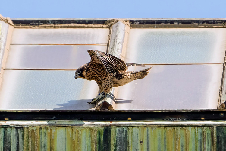 Rosa, one of the new peregrine falcons of 2023, lands on Doe Library.