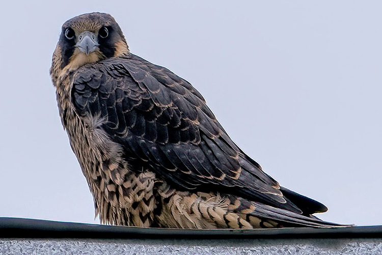 Luna, one of the falcon offspring of 2023, sits atop the Bancroft Library and is seemingly looking straight at the camera.