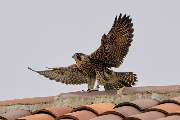 Luna, one of the falcons that hatched in April 2023 on the Campanile, gets ready to fly off the Bancroft Library. Her wings are stretched out and she's standing on a tile roof.