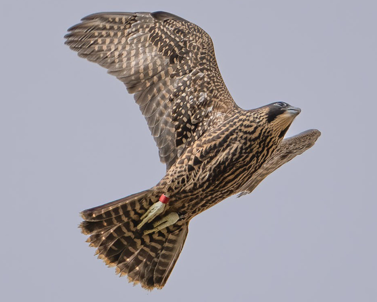 Rosa, one of the female falcons hatched on the Campanile in 2023, flies through the air.