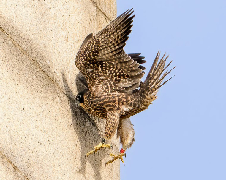 Falcon Rosa comes in for a landing on a vertical wall of the Campanile.