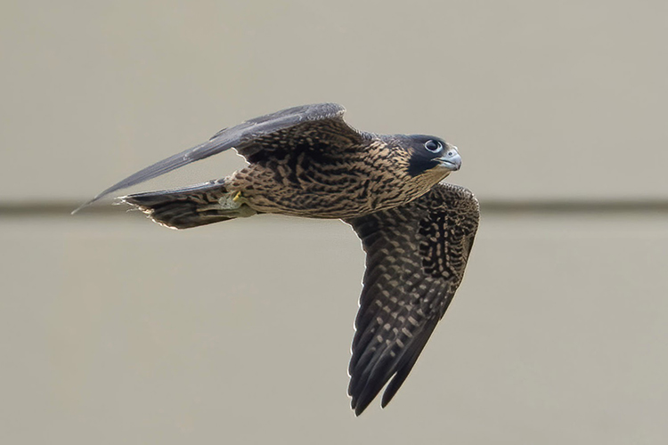 Zephyr, the male falcon that hatched in April 2023, flies confidently through the skies.