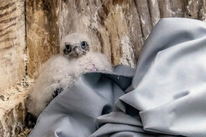 A fluffy white falcon chick sits in its nest box on the day of its first checkup.