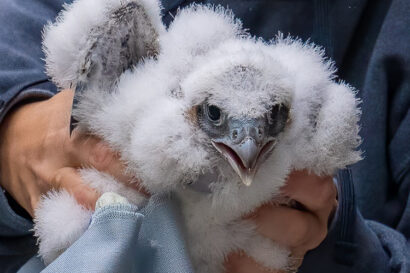 A raptor expert holds a fluffy white-feathered falcon chick in her bare hands while seated on the ledge near their nest in the Campanile.