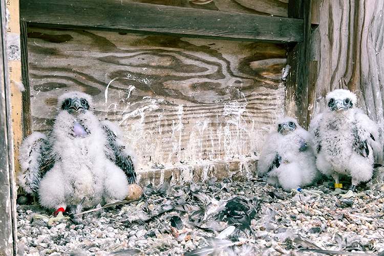 The three falcon chicks of 2023 sit in their nest box, which is full of feces and remnants of prey. They look gangling and are starting to lose their fluffy white feathers.