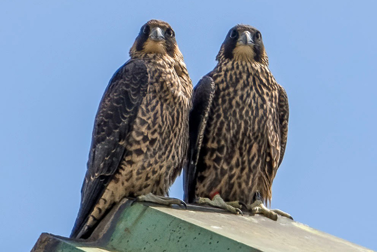 The two female falcons hatched in April 2023 sit closely together during the week when they began to fly.