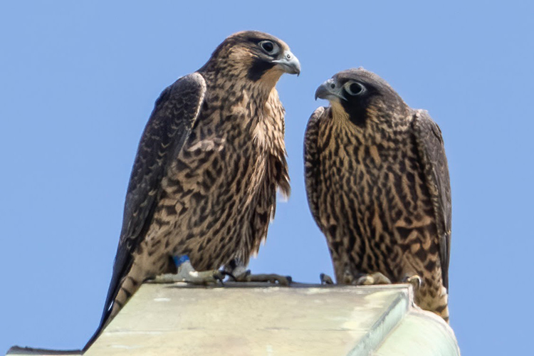 Sister falcons Luna and Rosa appear to be talking to each other as they sit close together atop a building.