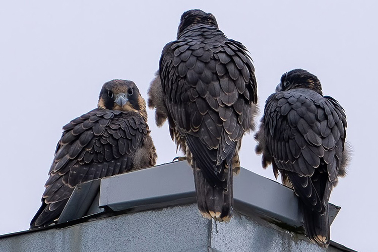 The three falcon siblings of 2023 sit closely together atop a campus building. The close-up photo shows them with their backs to the camera, sitting just inches apart. One falcon is looking at the camera, the others are facing away.