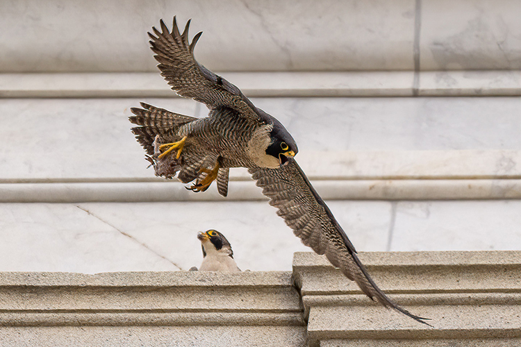 Annie, UC Berkeley's longtime peregrine falcon, flies past the Campanile as her mate, Lou, watches from a perch on the tower.