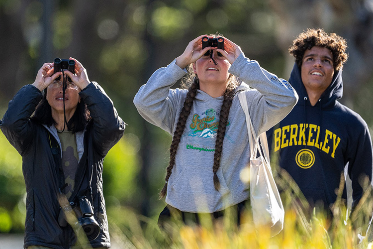 Three Fledge Watch volunteers look up in the skies for signs of the young falcons taking their first flights. Two are looking through binoculars.
