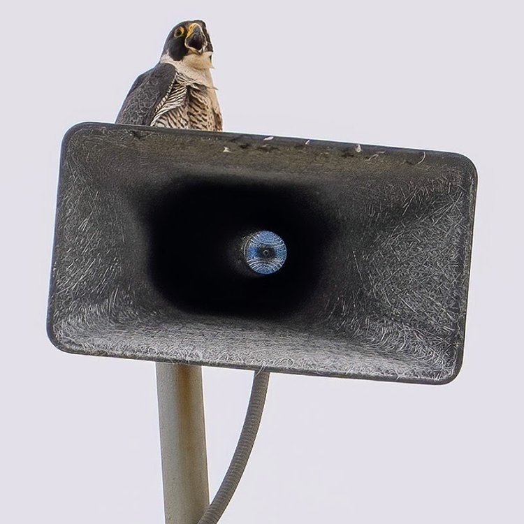 Annie the mother falcon calls out from atop a light fixture on the Campanile.