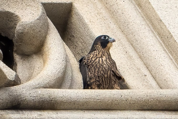 One of the young falcon chicks, Luna, sits on the edge of the Campanile but decides not to take her first flight.