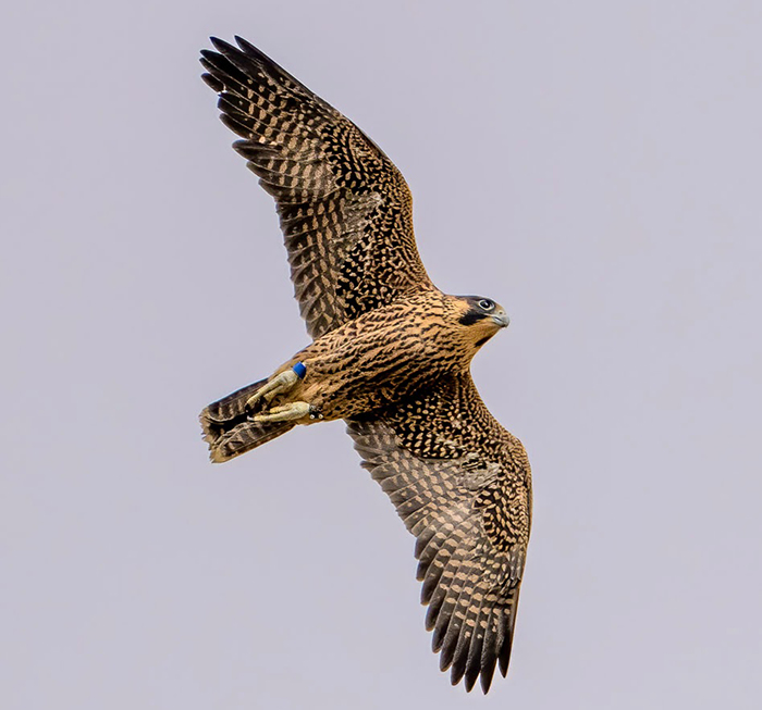 Luna, one of the new female falcons that hatched in 2023 flies confidently through the skies.